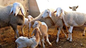 انطلاق مراقبة إناث الماشية ابتداء من 24 مارس لصرف الشطر الثاني من الدعم