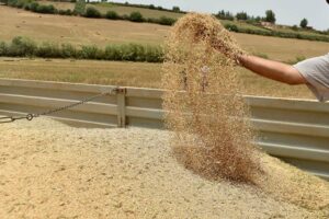 وفرة الحبوب في المغرب.. هل تنخفض الأسعار أم تبقى جيوب المواطنين تحت الضغط؟