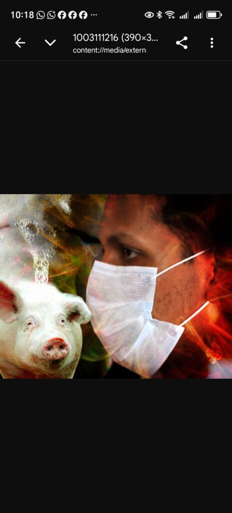 إنفلونزا الخنازير في إسبانيا.. هل يقترب الخطر من المغرب؟