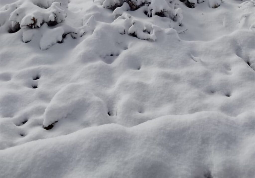 سحر الأبيض في سوس.. ثلوج جماعة “تقي” ترسم لوحة شتوية بضواحي أكادير (+فيديو)