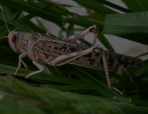 تحذير جديد من “الفاو” بشأن الجراد، وسوس ماسة في واجهة مناطق الخطر