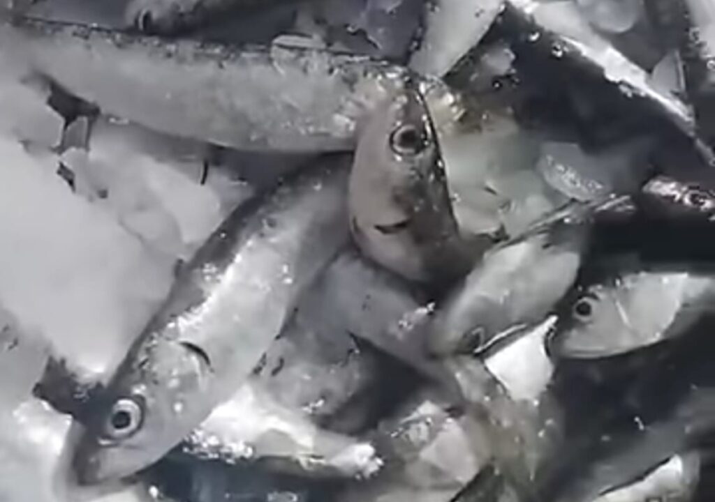 السردين “يشتعل” في أسواق أكادير وإنزكان.. تقاطع العواصف والراحة البيولوجية يُلهب جيوب الصائمين