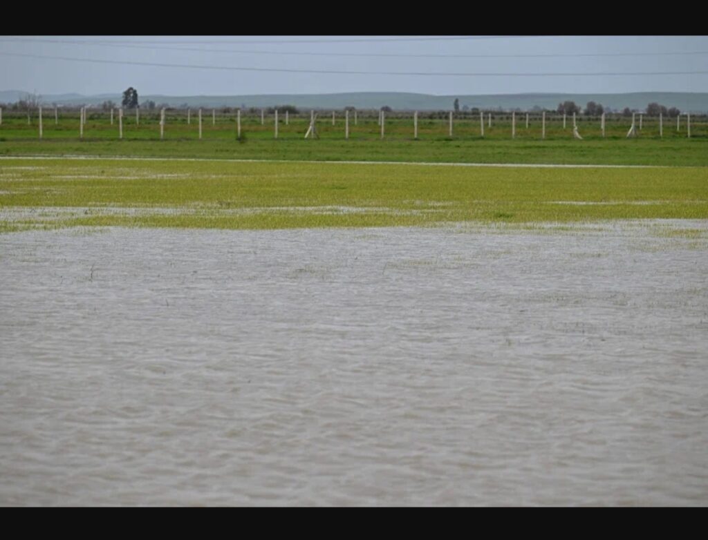 الزراعات الربيعية تواجه مصيرا مجهولا في المناطق المتضررة من الفيضانات