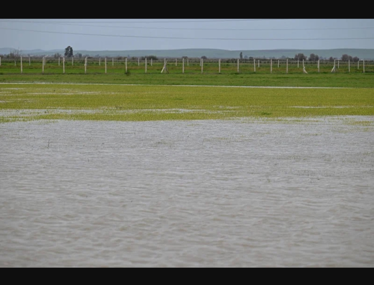 الزراعات الربيعية تواجه مصيرا مجهولا في المناطق المتضررة من الفيضانات