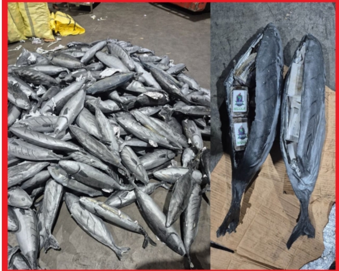 ضربة أمنية قوية بميناء طنجة المتوسط: إحباط تهريب قرابة 4 أطنان من مخدر الشيرا داخل شحنة سمك ضربة أمنية قوية بميناء طنجة المتوسط: إحباط تهريب قرابة 4 أطنان من مخدر الشيرا داخل شحنة سمك