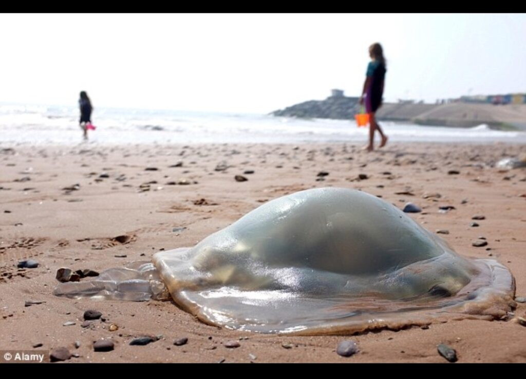 رصد قناديل بحر سامة شمال أكادير يجلب التحذيرات