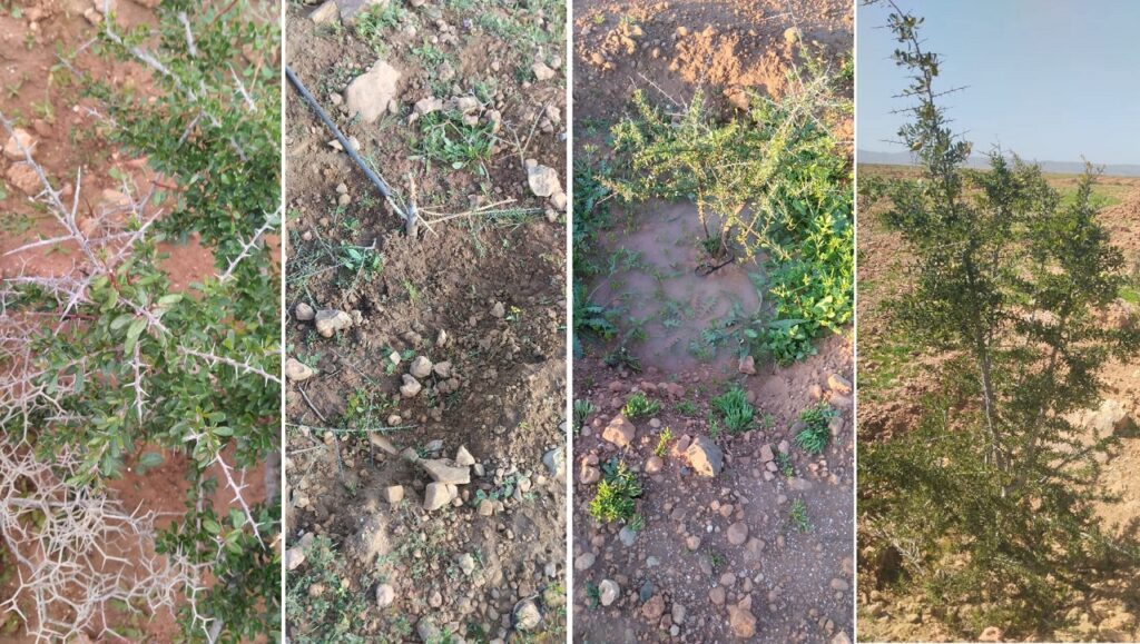 تزنيت: مشروع تخليف الأركان بالركادة تحت رحمة الرعي الجائر، وجمعيات محلية تستغيث