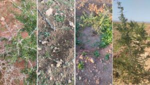 تزنيت: مشروع تخليف الأركان بالركادة تحت رحمة الرعي الجائر، وجمعيات محلية تستغيث