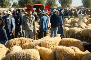 عيد الأضحى: المغاربة يواجهون “الشناقة” باللجوء إلى الضيعات