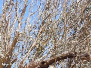 حقيقة تدهور أشجار الأركان باشتوكة أيت باها: إجهاد مناخي أم وباء فتاك؟