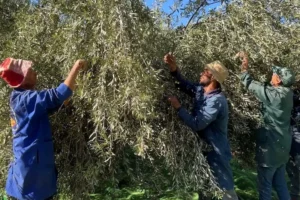 من نعمة الأمطار إلى أزمة الجني… الفلاحون بين وفرة الغلة وغلاء اليد العاملة