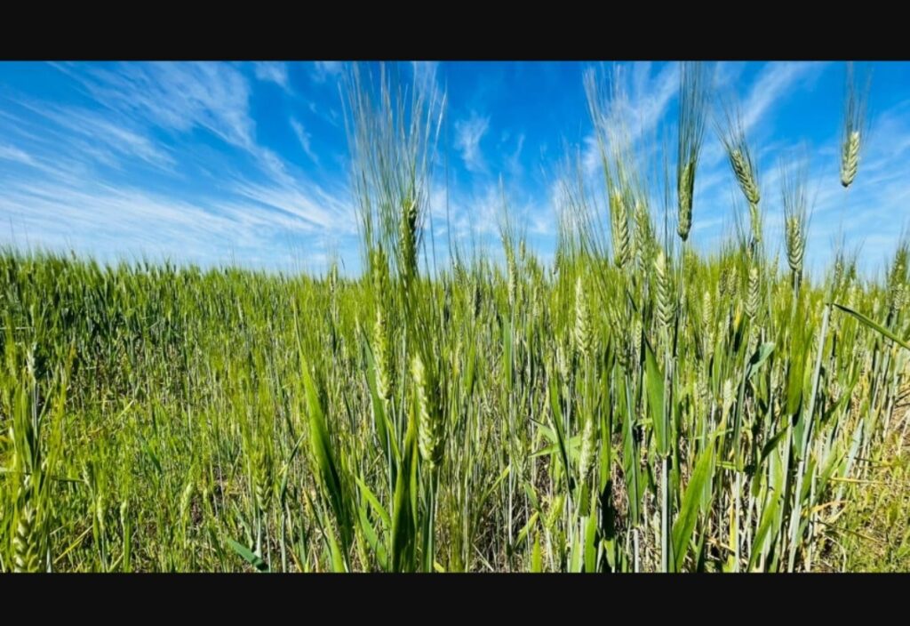 أمطار الربيع تنعش الحقول وتبشر بمحصول استثنائي للحبوب