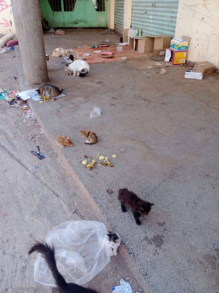 لغز "السيارة البيضاء" يثير الرعب في الدشيرة الجهادية: أين تختفي قطط المدينة؟ (+صور و فيديو)