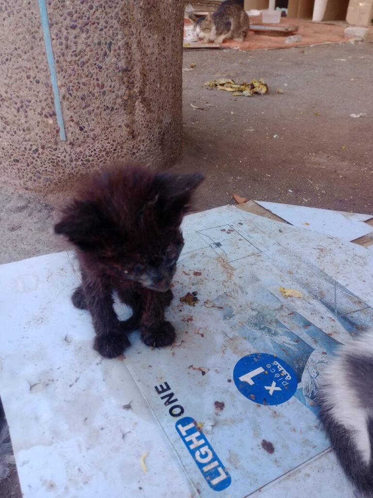 لغز "السيارة البيضاء" يثير الرعب في الدشيرة الجهادية: أين تختفي قطط المدينة؟ (+صور و فيديو)