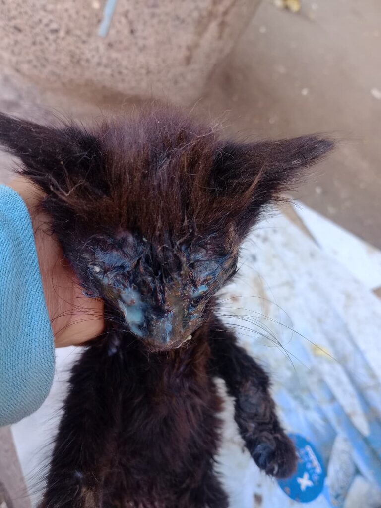 لغز "السيارة البيضاء" يثير الرعب في الدشيرة الجهادية: أين تختفي قطط المدينة؟ (+صور و فيديو)