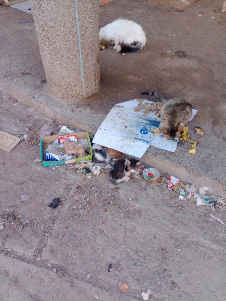 لغز "السيارة البيضاء" يثير الرعب في الدشيرة الجهادية: أين تختفي قطط المدينة؟ (+صور و فيديو)