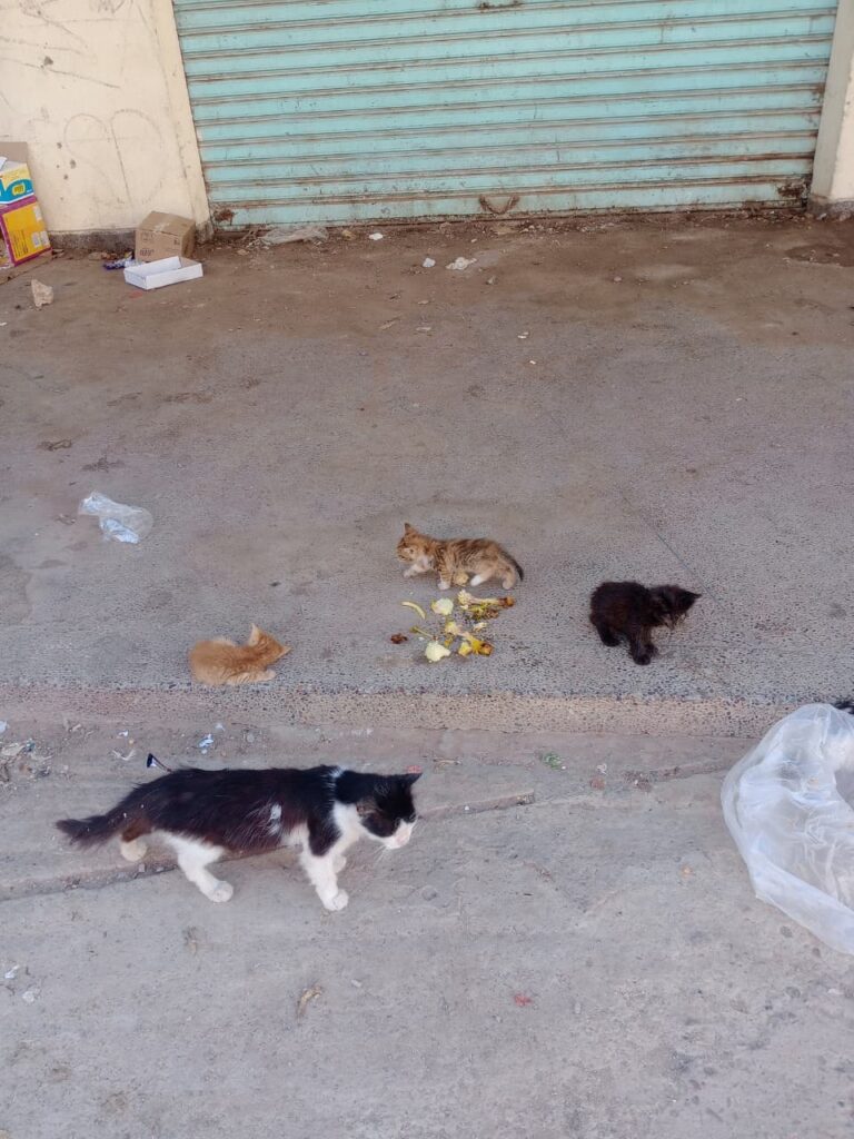 لغز "السيارة البيضاء" يثير الرعب في الدشيرة الجهادية: أين تختفي قطط المدينة؟ (+صور و فيديو)