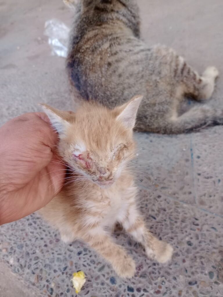 لغز "السيارة البيضاء" يثير الرعب في الدشيرة الجهادية: أين تختفي قطط المدينة؟ (+صور و فيديو)