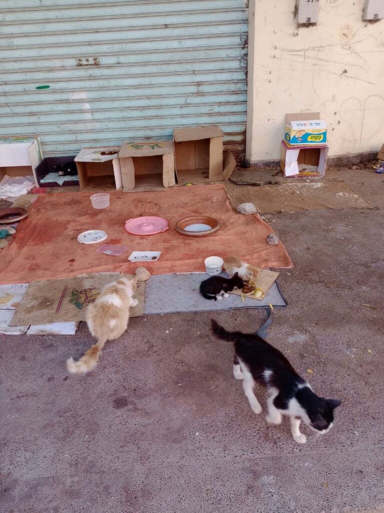 لغز "السيارة البيضاء" يثير الرعب في الدشيرة الجهادية: أين تختفي قطط المدينة؟ (+صور و فيديو)