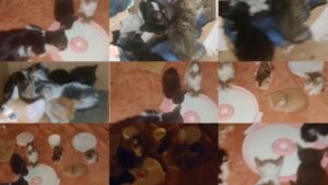 لغز “السيارة البيضاء” يثير الرعب في الدشيرة الجهادية: أين تختفي قطط المدينة؟ (+صور و فيديو)