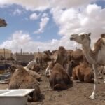 أكبر مشغل لصرافات البيتكوين في أمريكا الشمالية ينهار.. ماذا حدث لـ Bitcoin Depot؟