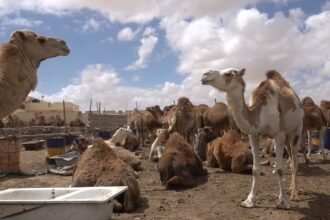 سكان دواوير قروية في مسيرة احتجاجية للمطالبة بالإنصاف بعد الفيضانات