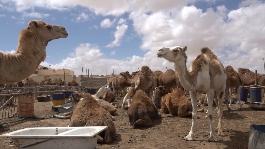 الإبل تعزز قيم التضامن في عيد الأضحى بالأقاليم الجنوبية للمملكة