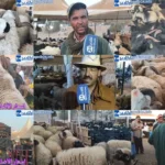 أسعار أضاحي العيد بسوق تيكوين بأكادير تلهب جيوب المواطنين - أكادير24