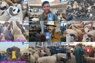 أسعار أضاحي العيد بسوق تيكوين بأكادير تلهب جيوب المواطنين - أكادير24