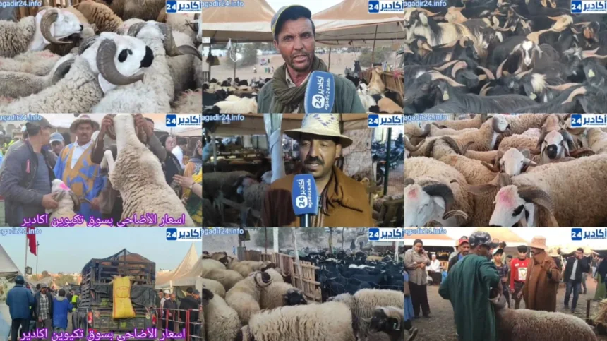 أسعار أضاحي العيد بسوق تيكوين بأكادير تلهب جيوب المواطنين - أكادير24