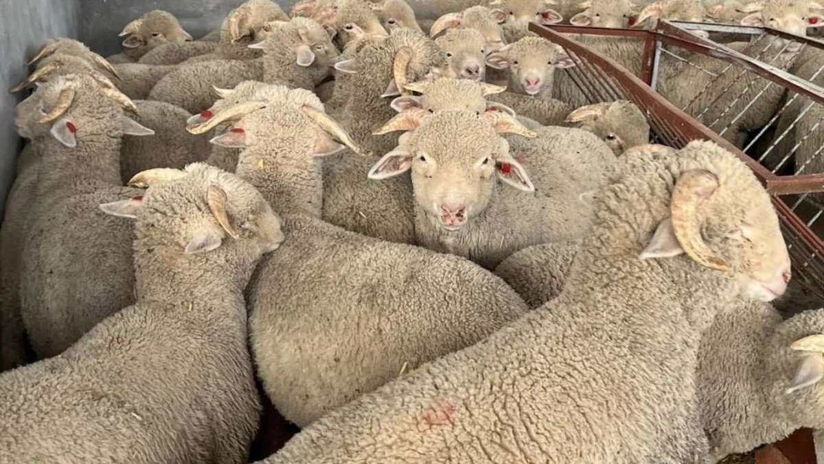 الغلاء يغير سلوك المستهلكين في شراء الأضاحي.. بين السلالات المحلية والمستوردة، والبحث عن بدائل اقتصادية 