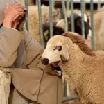 رجل في سوق الماشية أمام أضحية في صورة تعبيرية عن غلاء الأضاحي وضغط الأسعار على الأسر المغربية