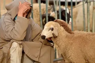 رجل في سوق الماشية أمام أضحية في صورة تعبيرية عن غلاء الأضاحي وضغط الأسعار على الأسر المغربية