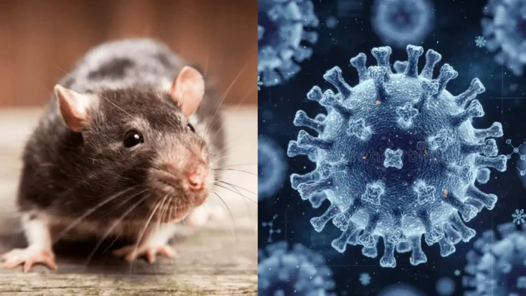 Hantavirus