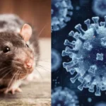 Hantavirus