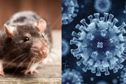 Hantavirus