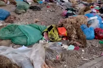 نفايات أكادير