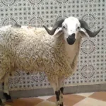 أضحية عيد داخل منزل