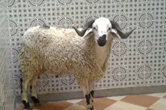 أضحية عيد داخل منزل