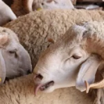 أغنام معروضة للبيع في سوق للأضاحي بالمغرب