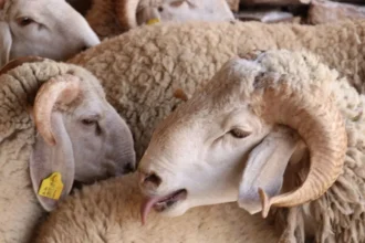 أغنام معروضة للبيع في سوق للأضاحي بالمغرب