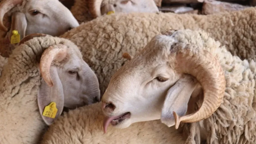 أغنام معروضة للبيع في سوق للأضاحي بالمغرب