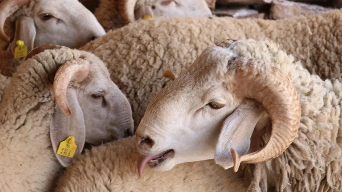 خروف بـ1000 درهم.. الحساب يضع تصريح وزير الفلاحة تحت المجهر 