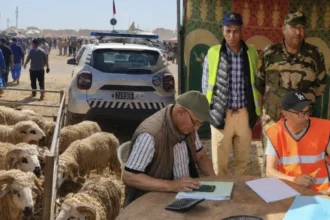 تنظيم محكم للسوق الأسبوعي بأولاد دحو استعدادا لعيد الأضحى وسط إشادة واسعة بالمجهودات الأمنية والإدارية - أكادير24