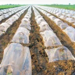 plastiques agricoles