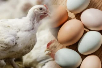 نظام الطيبات وأسعار الدجاج والبيض في الأسواق المغربية