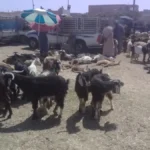 أضاحي العيد معروضة للبيع في سوق الخميس بتزنيت