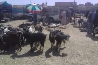 أضاحي العيد معروضة للبيع في سوق الخميس بتزنيت