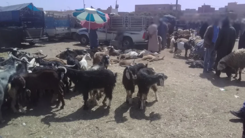 أضاحي العيد معروضة للبيع في سوق الخميس بتزنيت
