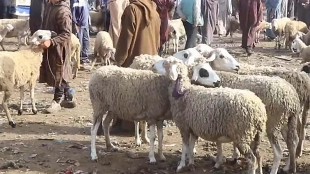 سوق إنزكان يعرف جدلا حول أسعار الأضاحي ومطالب بتشديد المراقبة على الجودة والوسطاء.